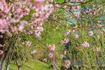 春日桃花