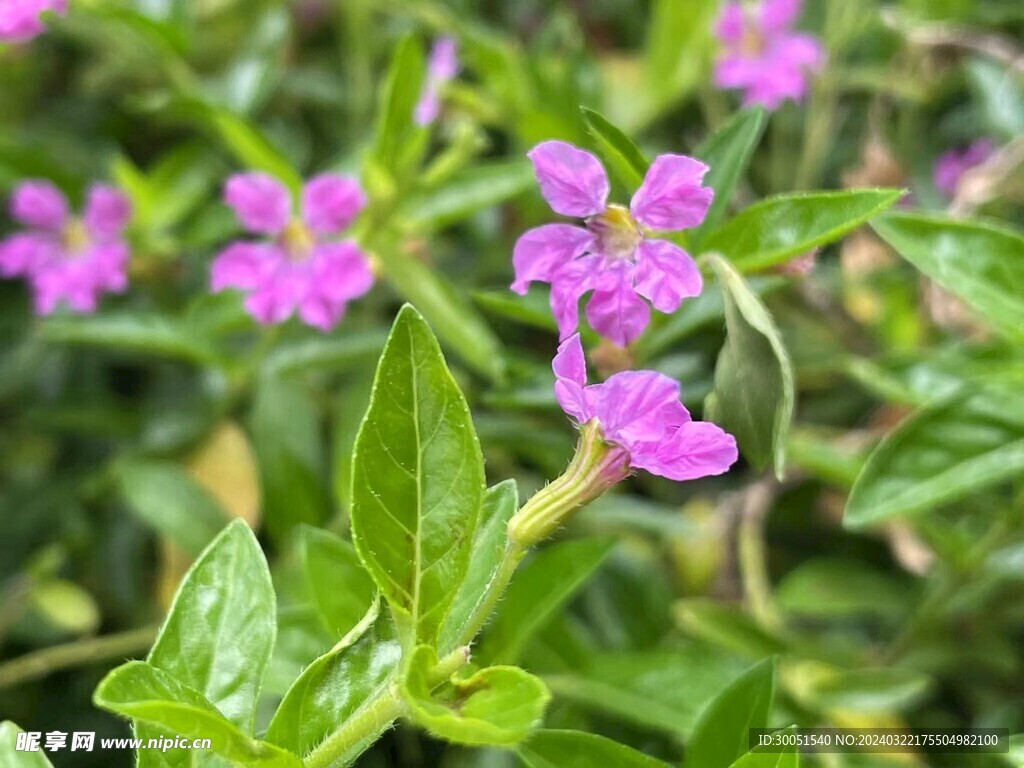 公园里的小碎花