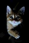 猫咪