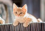 猫咪