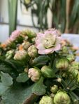 长寿花