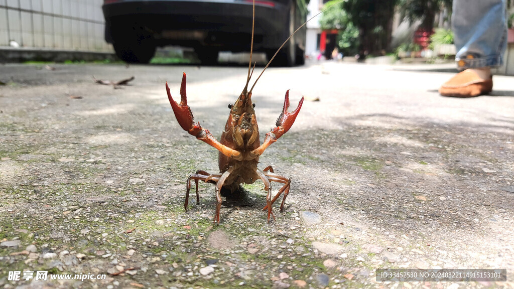 愤怒的小龙虾