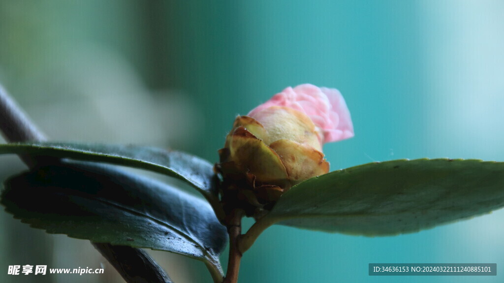 山茶花待放 