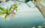 清明节海报