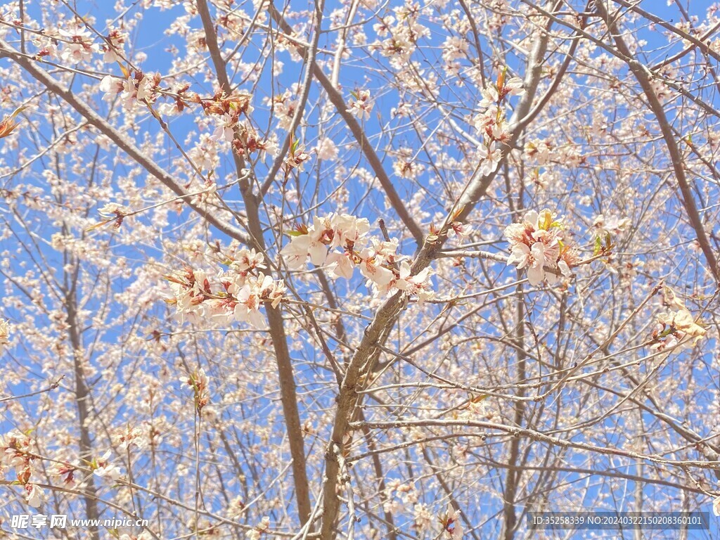 山桃花