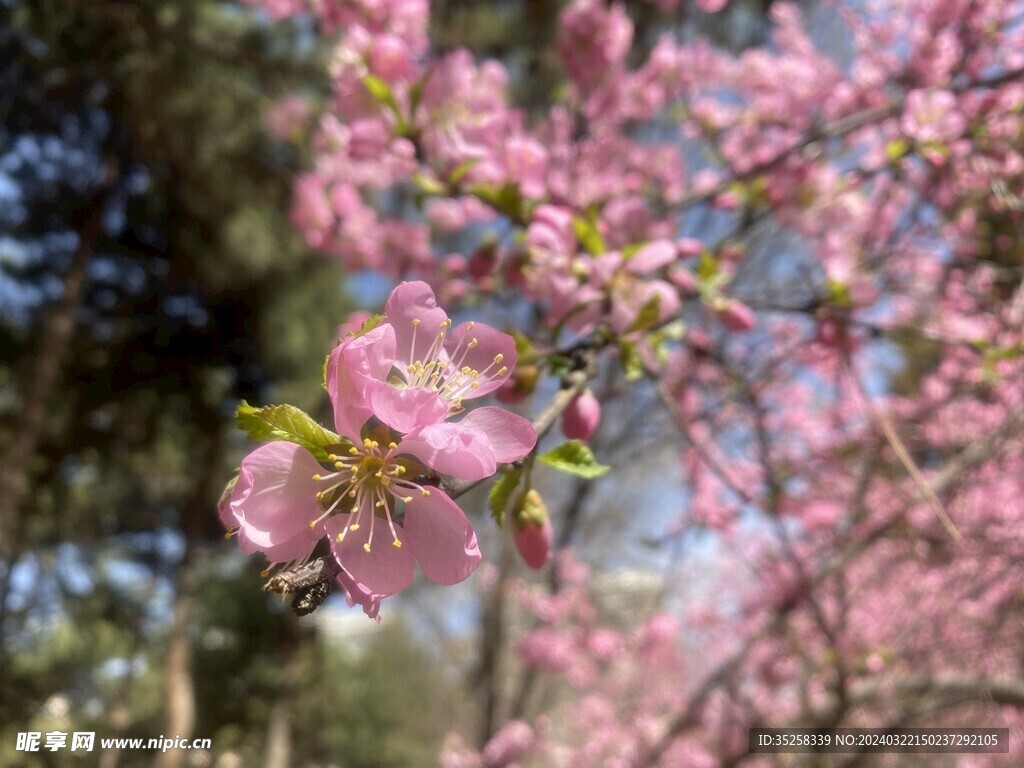 榆叶梅