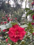 茶花