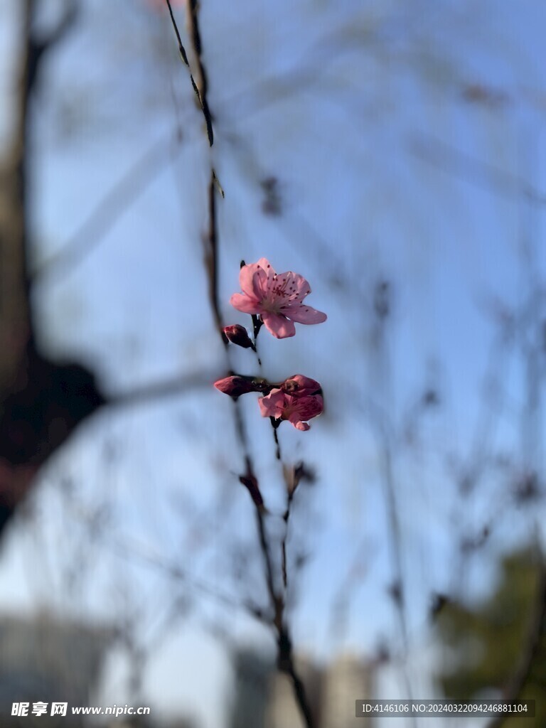 桃花