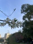 梨花