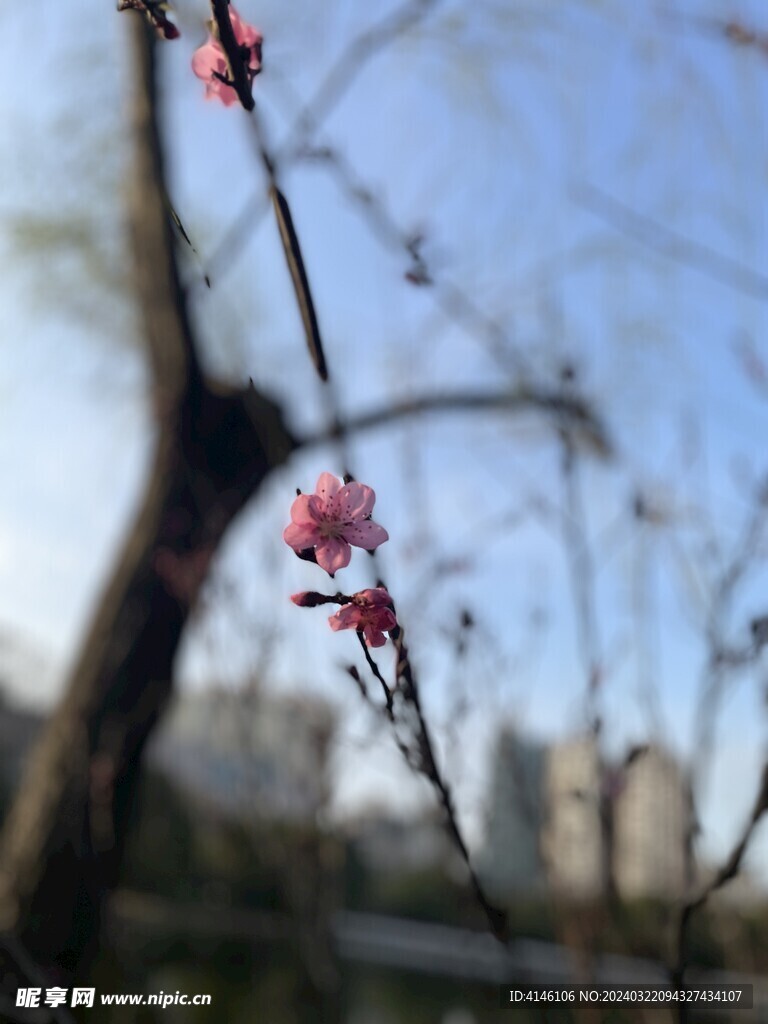 桃花