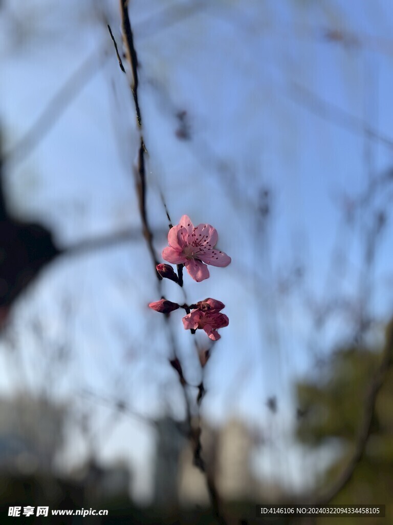 桃花