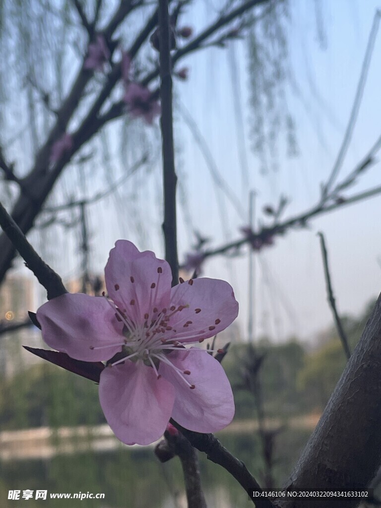 桃花