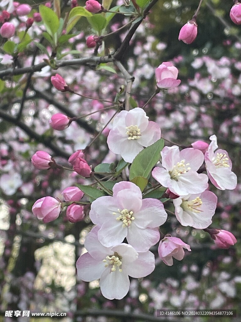 海棠花