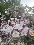 海棠花