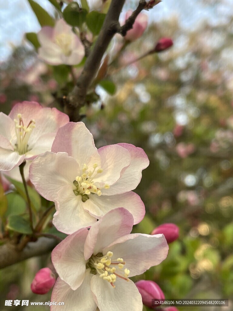 海棠花