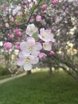 海棠花