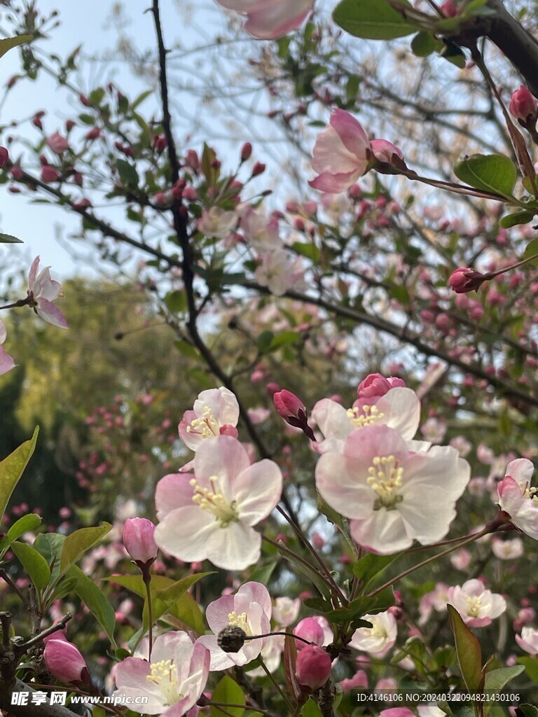 海棠花