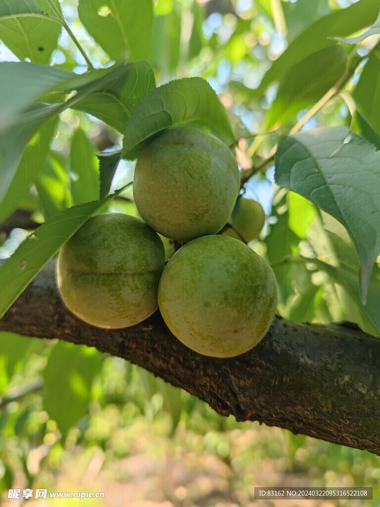 青脆李