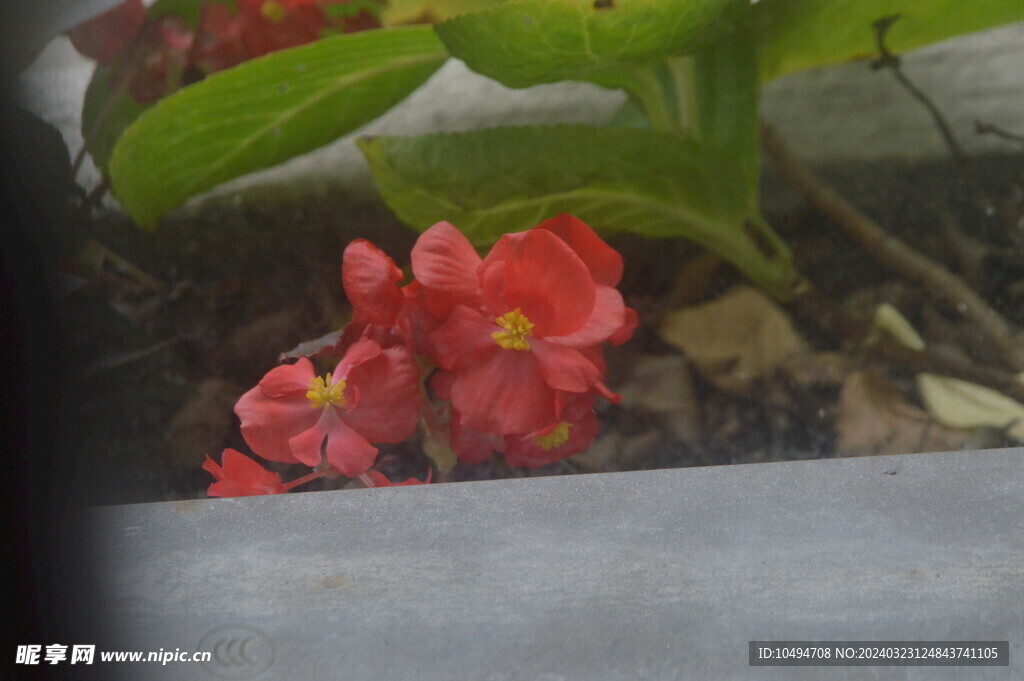 花草