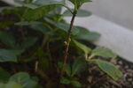 植物