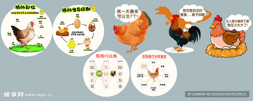 鸡