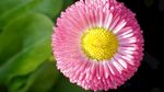 雏菊