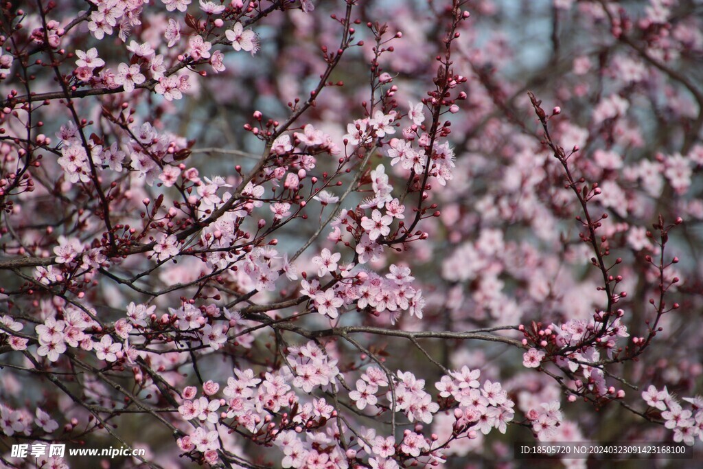 樱花