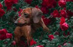 腊肠犬