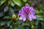 杜鹃花