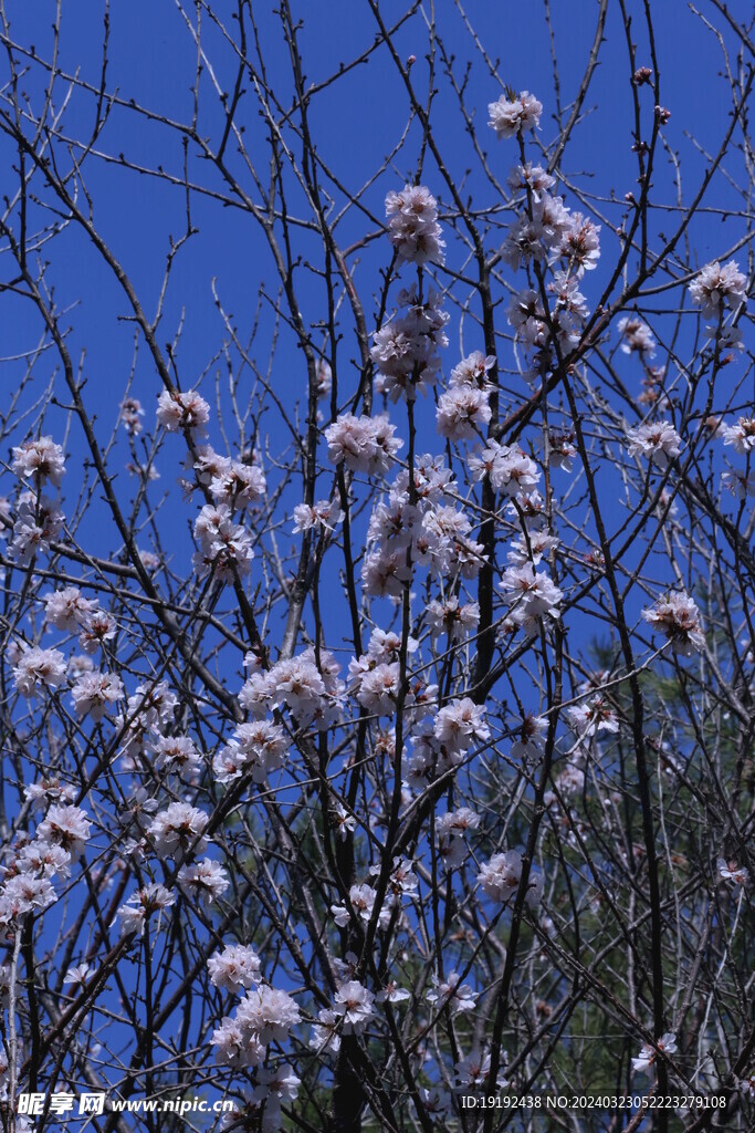 山桃花