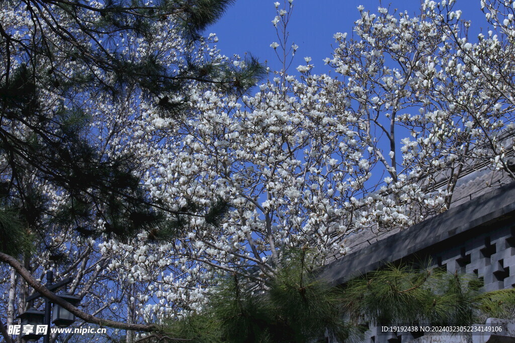 玉兰花 