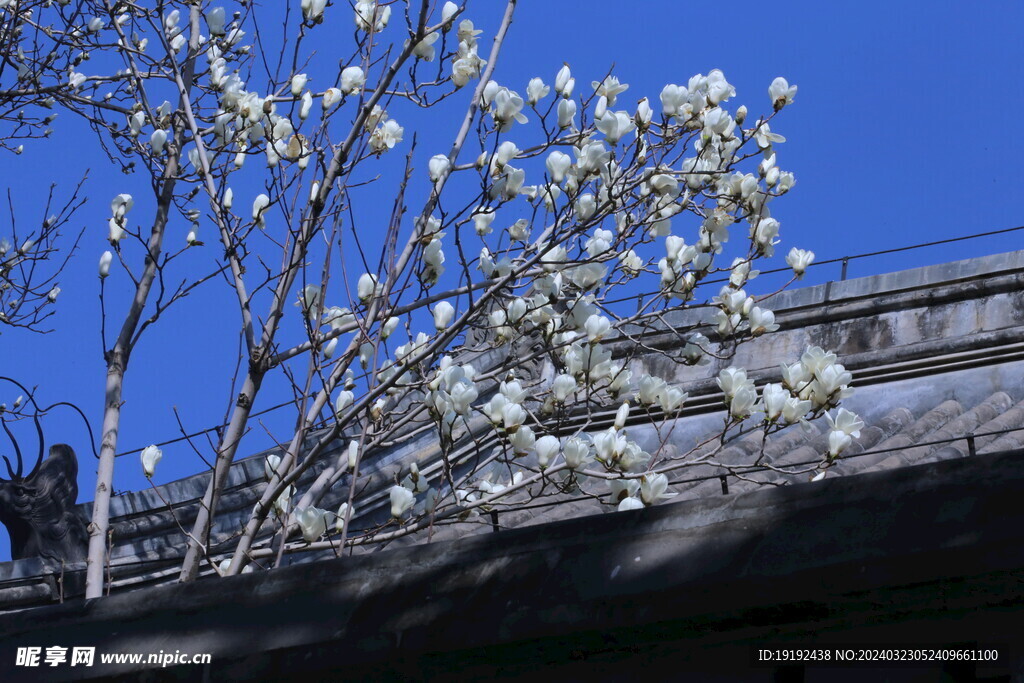 玉兰花 