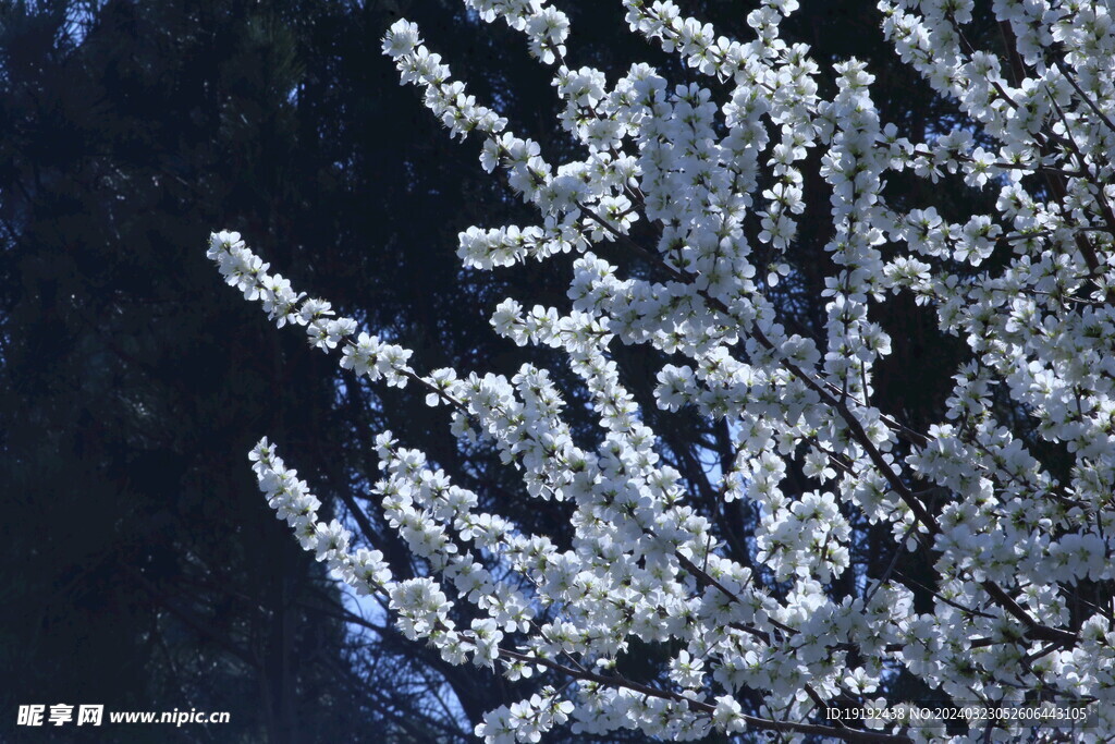 山桃花