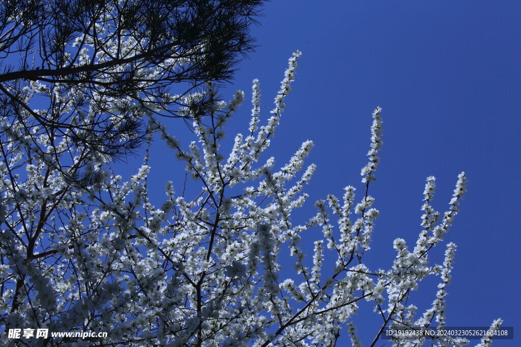 山桃花 