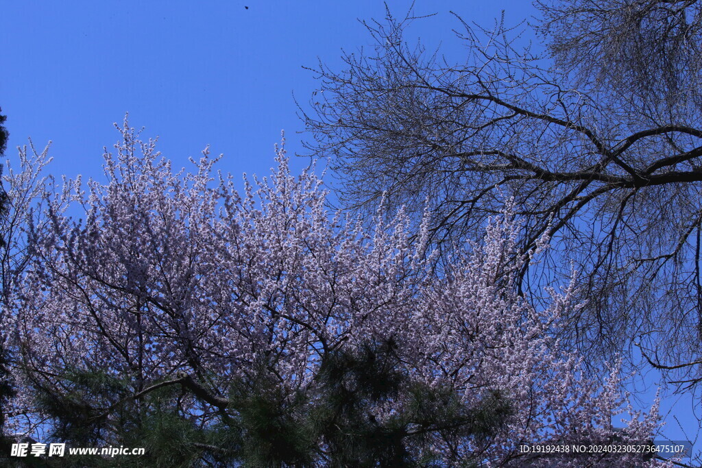 山桃花 
