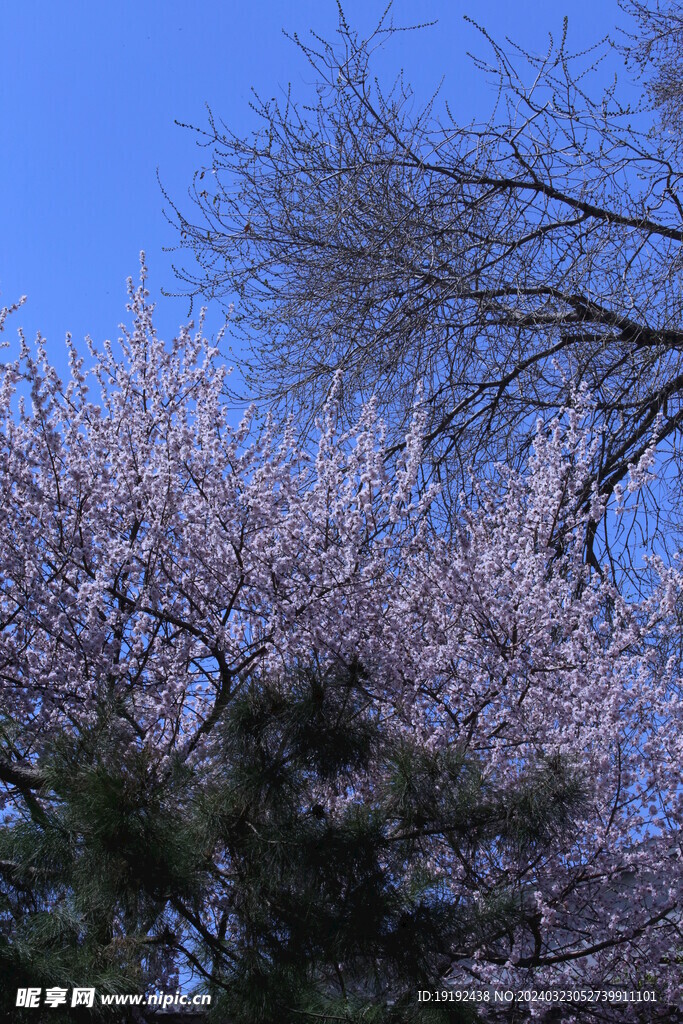 山桃花 