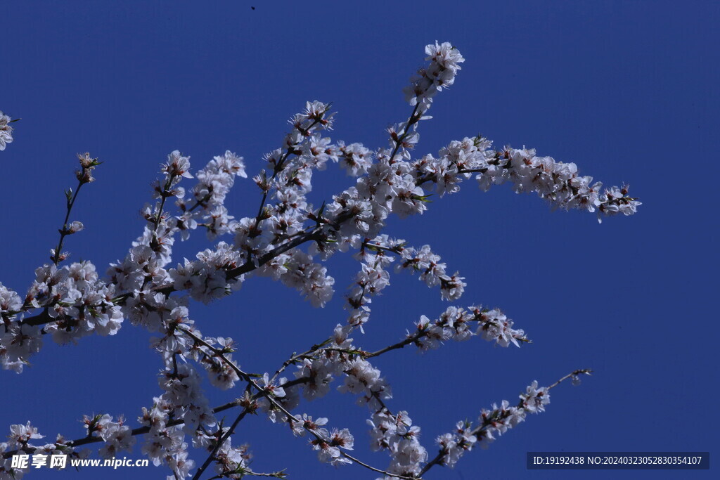 山桃花 