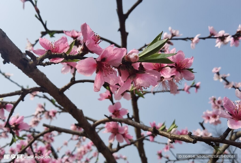 桃花