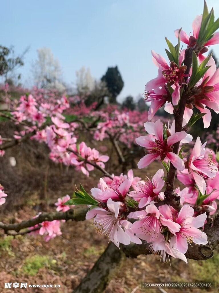 桃花朵朵开