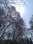 玉兰花