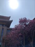 玉兰