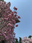 玉兰花
