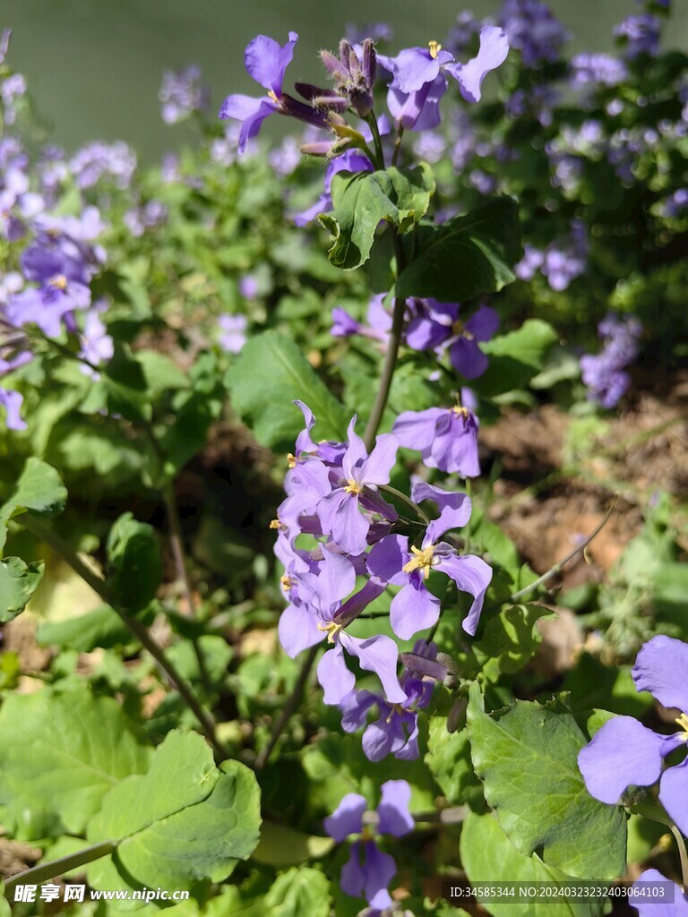 二月兰