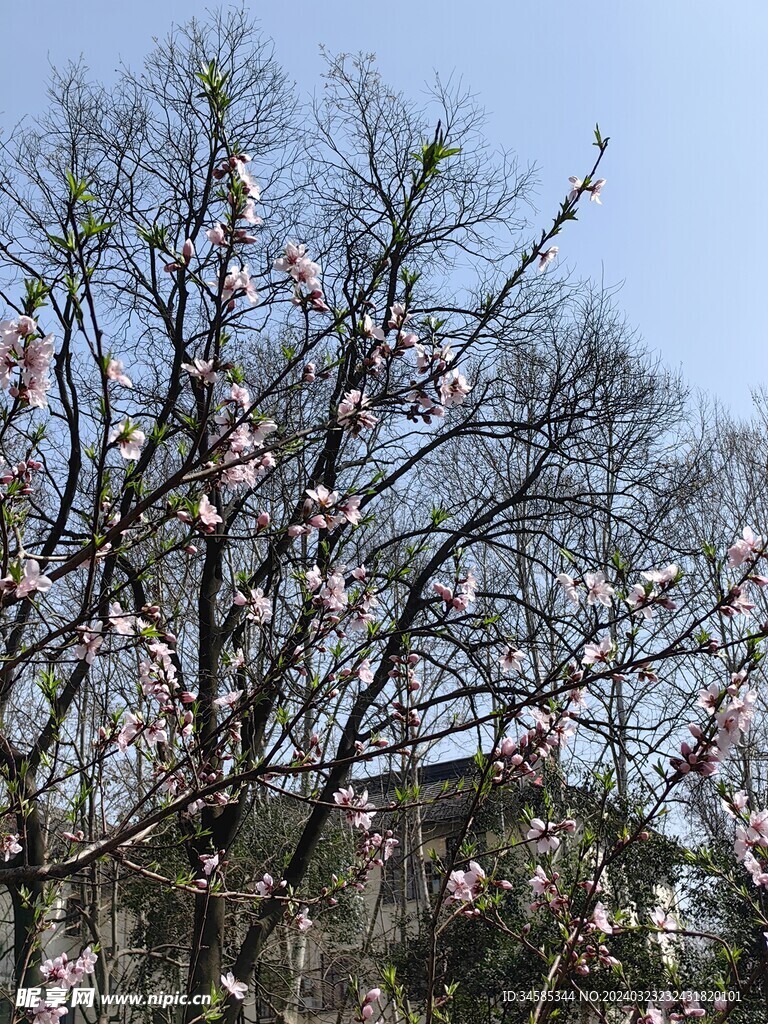 桃花