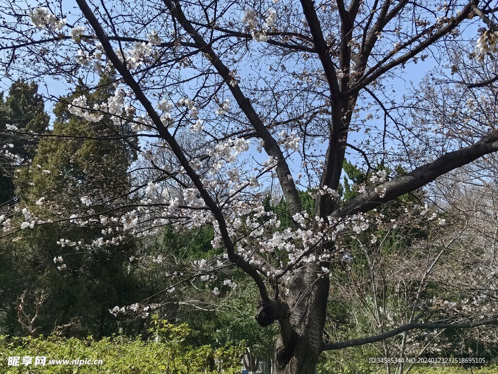樱花 