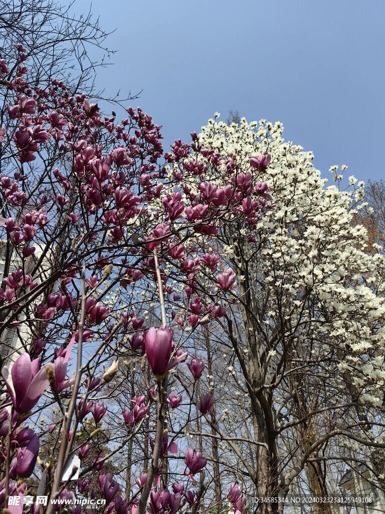 玉兰花 