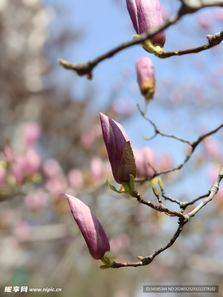 玉兰花