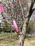 玉兰