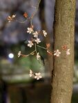 李子花