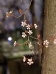李子花